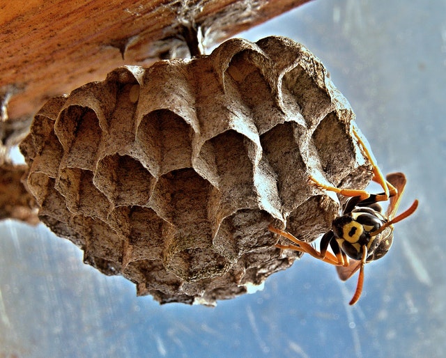 vosika-french-nests-insect-macro-69983