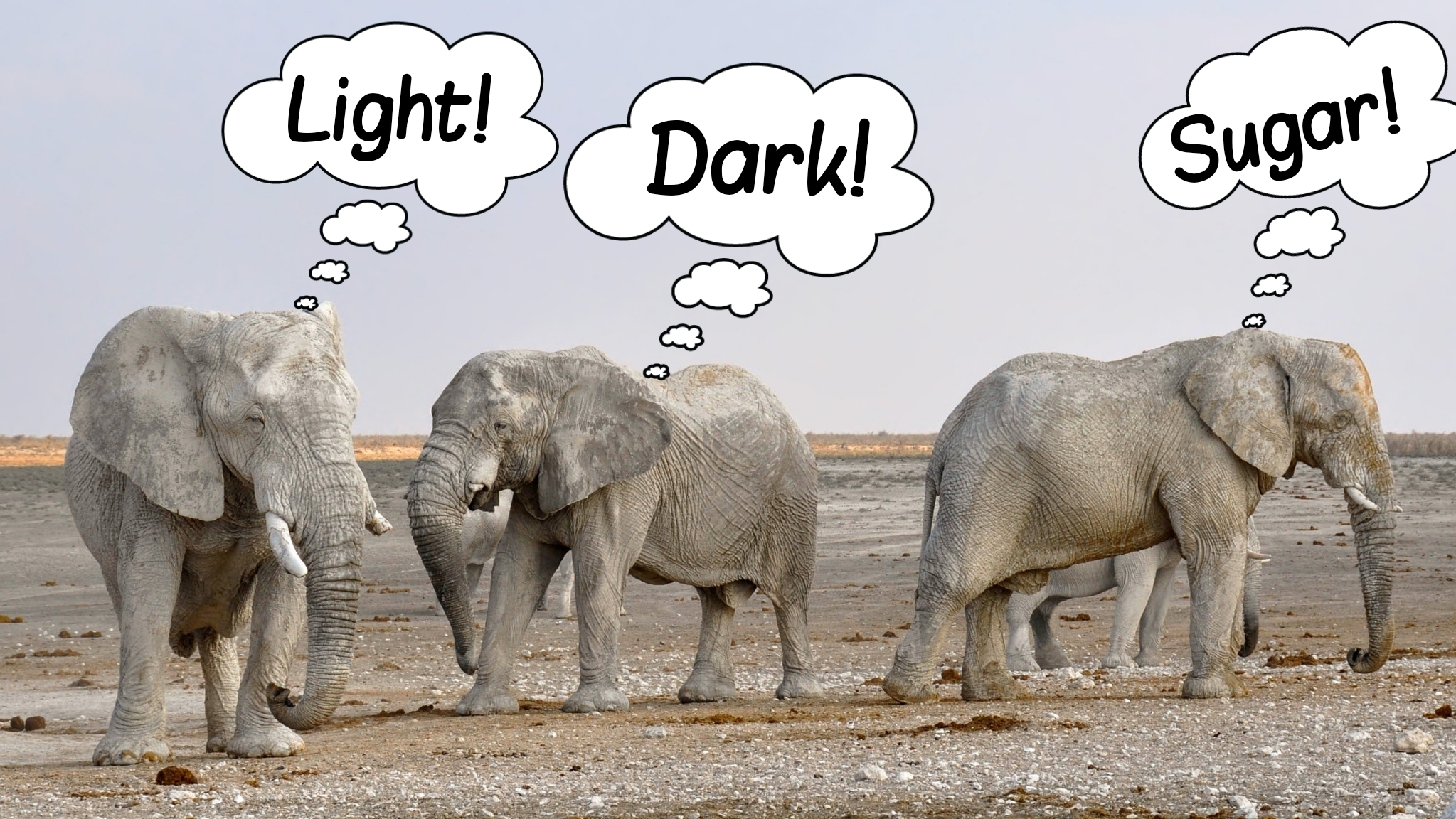 Behavioral Inquiry Science History: Do elephants ever forget? – Behavioral Inquiry
